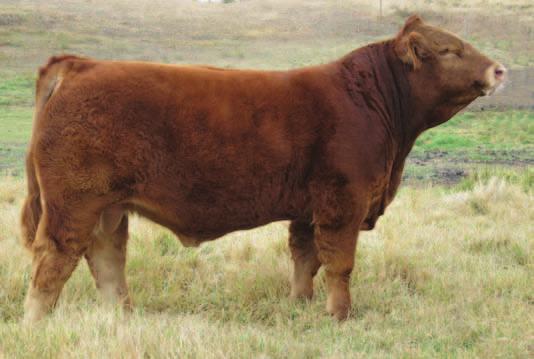 Agribition Herd Sire Prospects 352 95% CPM0204569 RPY 9Y 7 JANUARY 2011 RPY PAYNES PISTOL 9Y -0.3 4.7 4.4 48.0 88