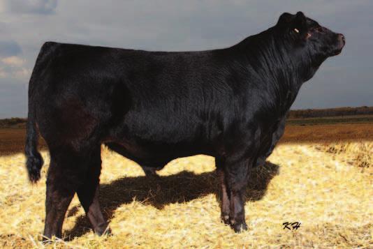 1 353 352 WULFS REVOLVER - Sire of Lot 352 KEN-DOC ROMEO BW: 92 BW: 96 DJ GENTLEMAN IN BLACK MR SYES GENTLEMAN 118M ROMN JUSTICE Sire: WULFS REVOLVER 1219R MISS SYES CHARGER 1183G WULFS