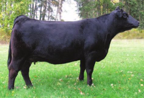 Agribition Choice on Pair 354 RPY TAFFETA 28T - Dam of Lot 354 RICHMOND UPGRADER - Sire of Lot 355 355 Selling Choice of Lots 354 and 355 354 BLACK 91% CPF0198156 RAE 17W 20 JANUARY 2009 PINNACLE S