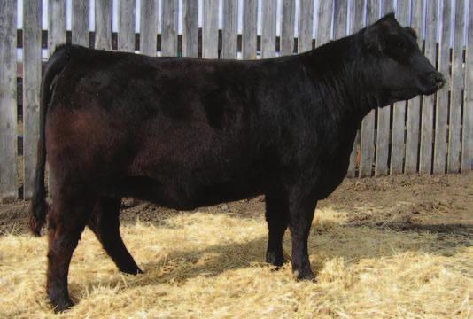 Agribition Bred Heifer & Open Show Heifer EDW Xtinguish is one of the oldest Responder daughters to sell in Canada and a great one she is.