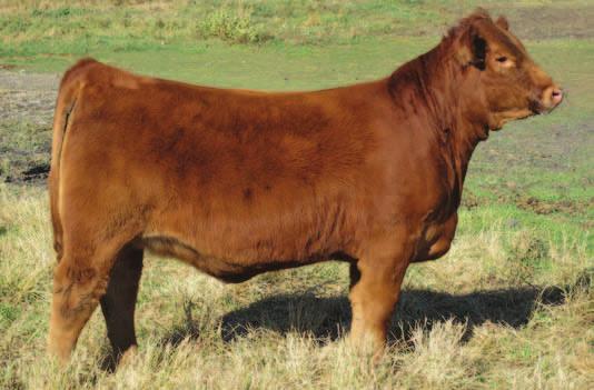 Agribition Open Show Heifers 358 Homozygous polled red female, she catches your eye in the pen! Well balanced, very sound, sweet frontedshe is a show heifer!