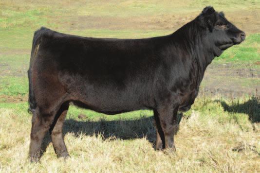 Consigned by: Payne Livestock RPY PAYNES MARATHON - Sire of Lot 358 358 HOMO 95% CPM0204561 RPY 11Y 10 JANUARY 2011 RPY PAYNES GINGER 11Y 359 RPY PAYNES COCOA 20Y BW: 90 BW: 81 ROMN MADE TO ORDER