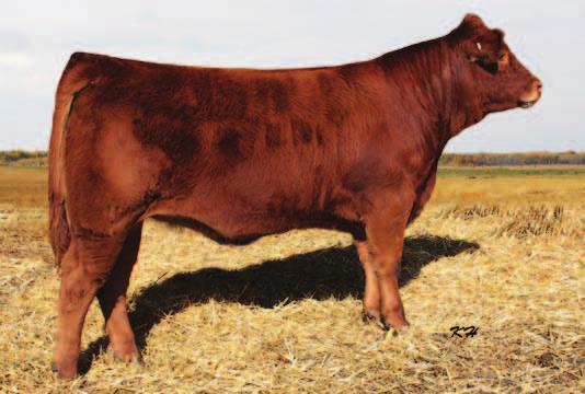 Her brother was a high seller in the 2011 Prairie Gold Bull Sale going to L & S Limousin in Manitoba.