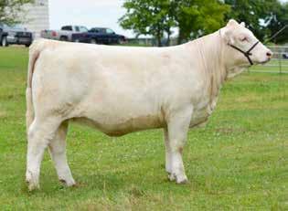 0 Here are two full sisters that will catch everyone s eye! #210 caught many breeder s attention in Texarkana during the Jr. Nationals because she is big-footed, long and has extreme rib shape.