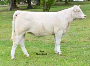 2 Lot 18 Study the pedigree, the great ones out of the most highly proven Ms Thomas 0641 cow family just don t quit.