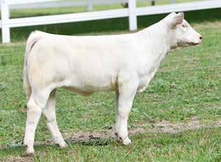 Presented by Coudron Charolais Lot 21 22 CC DENA 3843 PLD 03/16/2013 F1168421 POLLED CML DIABLO 2X M802033 CML PLD WILMA 3S CC FIREFLY 843 PLD F1097108 THREE TREES ALICIA2342ET MERIT VINTAGE 4065P