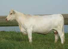 Her daughter in that same sale was the high-selling bred heifer at $6,500 selling to Tiger Country Charolais in Missouri. Her daughter s have been tremendous cows.