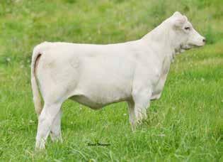 TO77 continues to gain attention as an outcross sire producing bull sale toppers as well as females that are competing in the ring.