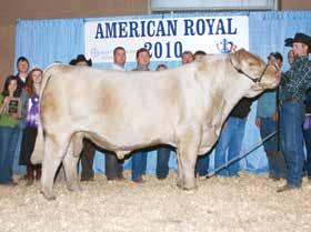 WW: 601 lbs R: 102 EPDs: 2.5 1.4 24 43 2 2.6 14 A very nice, feminine daughter of the National Champion with great hair and an excellent fluid movement.