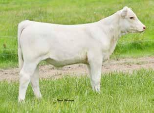 Her sire, Fire Water certainly needs no introduction. Her dam has produced two National Champion Bulls, D&D INXS and WDZ Northern Wind.