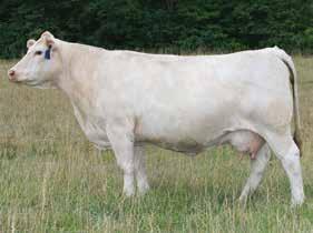 With Fire Water as her sire the table has already been set for success. Her dam Impressive Katie was also a winner, being a two-time National Division Champion, including once as a cow-calf pair.
