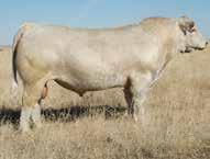 1 20 Bred A.I. on 7-31-13 to Merit Roundup 9508W. This Montana bred female from the Jim & Dana Fritz herd is making some kind of first-calf-heifer.