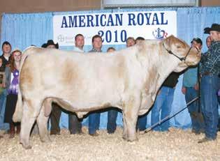 We have been very impressed with how these Vedvei bred females are crossing with Northern Wind, the National Champion Bull and #4 ranked AICA Show Sire of the Year.