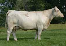 Terms: If you select a bull calf, Summit will retain one-half semen interest and