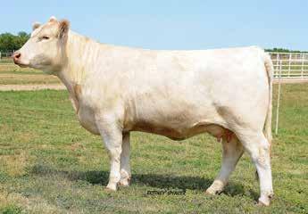 Selling Six Frozen Embryos and Heifer Calf all out of TR Montella 1572Y Our current National Champion Female!