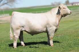 Six embryos selling sired by either the greatest herd sire of our times and National Champion, Firewater, or by his National Champion son Turton.