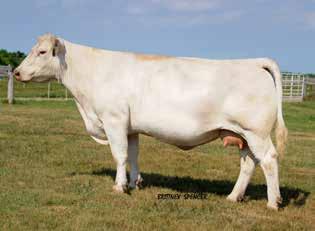 1 24 31 12 10.0 24 0.5 Offering 50% Embryo Interest with option to double the bid and receive 100% Interest.