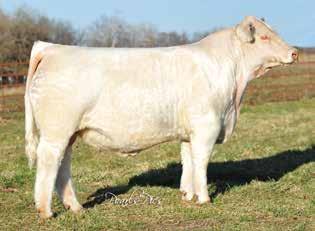 Sweetheart 444 has proven herself as one of the elite producing donors in the Charolais breed with both industry leading sons and daughters.