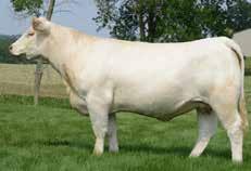 We have incorporated a touch of HooDoo in our program and this is where it seems to really work. The descendants of the Z0116 cow have maternal design with power and dimension.