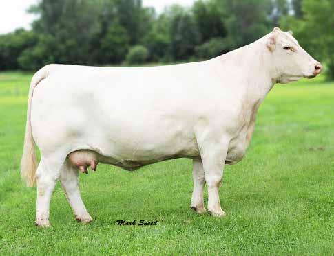 Louisville and Denver. She was recognized early as a great one when as a weaned calf topped the 2006 National Charolais Sale at $25,000.