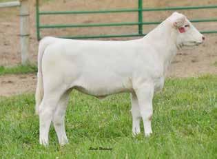 great herd sire to the equally awesome CC Katelyn! Consider the previous matings and their successes or ponder on the outcome of the sire of your choice.