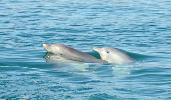 Often a dolphin is seen spraying water while exhaling, but this water is not coming out of the animal s lungs.