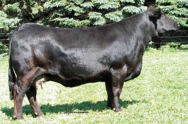 She produced many high sellers at the Jewels Of The Northland Sale over the years and now resides at Craig Land and Livestock, IL.