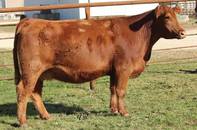 This young female will advance our red genetics and will impact your program too.