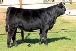 Everyone in the Simmental breed right now, ourselves included, are looking for pedigrees that are a bit more outcross to the popular lines getting used now.