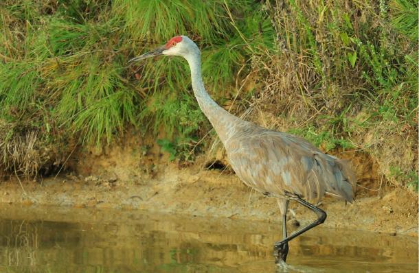The Kentucky Department of Parks says thousands of sandhill cranes stop at Barren River Lake State Resort Park each year, taking advantage of the lake s exposed mud flats for a place to rest.
