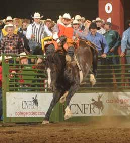 UT Martin Rodeo News The University of Tennessee at Martin The University of Tennessee at Martin s rodeo team headed west to Casper, Wyoming this past June for the 65th annual College National Finals