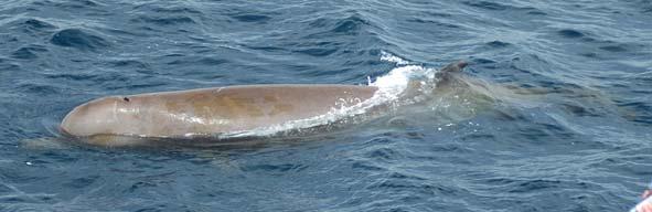 1 Northern Bottlenose Whale, Blue Whale and Leatherback Turtle Species Northern Bottlenose whale (Hyperodon ampullatus) Family Beaked Whales (Ziphiidae) SARA Population Scotian Shelf (130, stable)