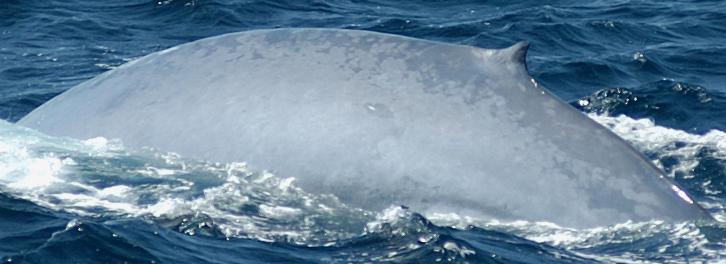 Species Blue whale (Balaenoptera musculus) Family Rorquals (Balaenopteridae) SARA Population Atlantic Ocean <250 mature individuals (NW Atlantic) Global estimates range from 5000-12000 Indications of