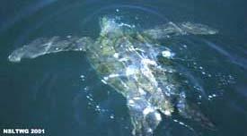 Species Leatherback turtle (Dermochelys coriacea) SARA Population Pacific and Atlantic Ocean Global decline of >70% in 15 years 34,500 nesting females in Pacific (1995); Atlantic population more