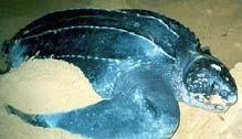 that lacks a hard shell, but instead has a leathery, cartilaginous covering Paddle-shaped front flippers longer than half the animal s body Black or dark blue backs with white / pink blotches; white