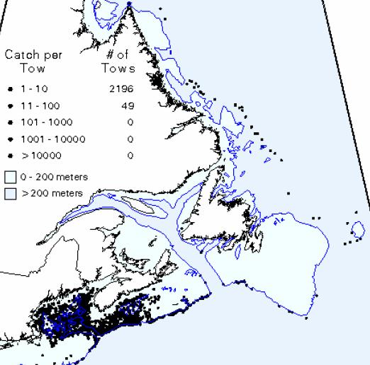 4.1.2 Cusk and Winter Skate Species Cusk (Brosme Brosme) SARA Population Atlantic Ocean Main population in Gulf of Maine / SE Scotian Shelf in decline since 1970; decline rate > 90% over three