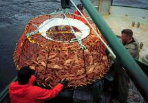 Snow crab fishery Snow crab fishing areas in the Gulf of St Lawrence and Eastern Nova Scotia Snow crab life cycle Biological cycle Terminal molt is associated with maturity and enlargement of the