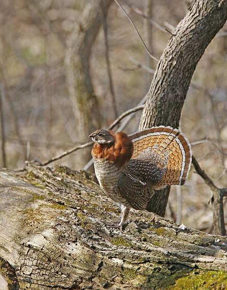 Ruffed Grouse Conservation Plan Executive Report prepared by
