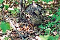 Summary The purpose of this report is to introduce the Ruffed Grouse Conservation Plan (Plan), an analysis, a discussion and recommendations published for the well being of ruffed grouse, North