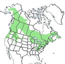 grouse hunters from rural community ruffed grouse in maple tree throughout much of the eastern United States and Canada. Approximately 1,000,000 hunters harvest between 2.2 and 2.