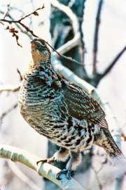 Aspen forests can support many more ruffed grouse than other types of forest.