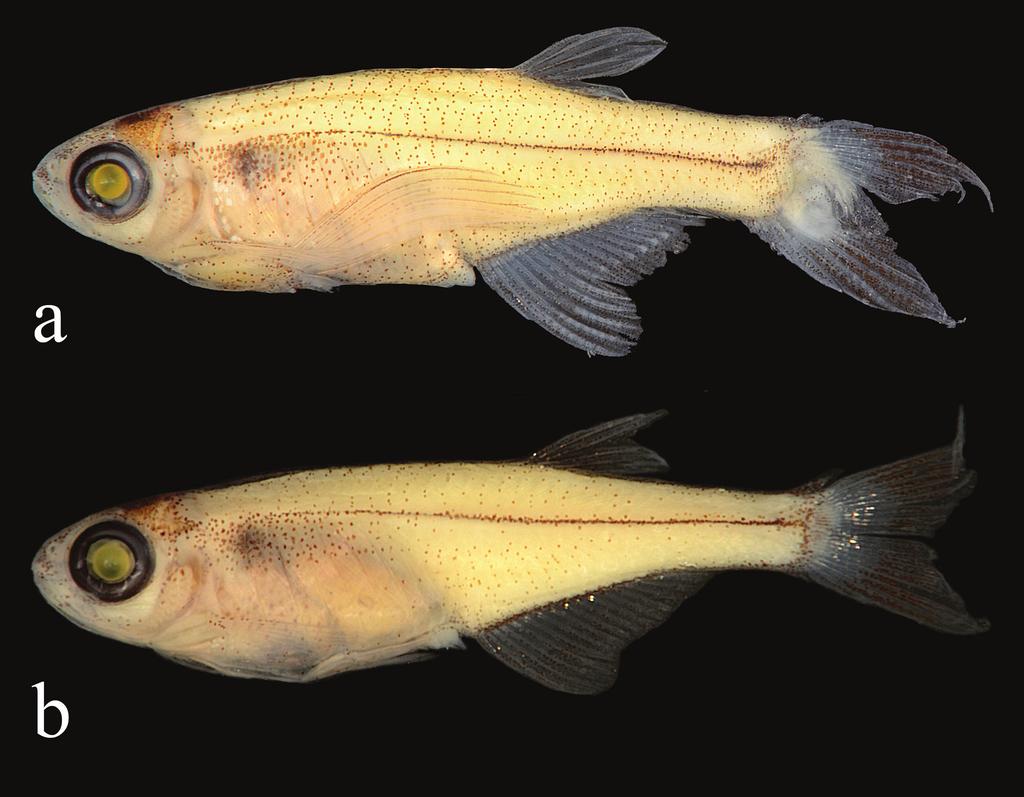 Neotropical Ichthyology, 14(1): e150057 M. B. Mendonça, L. A. W. Peixoto, G. M. Dutra & A. L. Netto-Ferreira MZUSP 117877, 3 males (12.4-13.6 mm SL), 7 females or immatures (13.2-14.