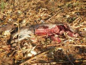 In May 2014 WDCM received reports of lion killing livestock in the communities around KNP.