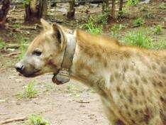 the spotted hyaena population in Malawi. WDCM and its partners have captured four hyaenas from the Lilongwe City clan.
