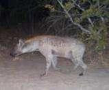Data were sufficient for a preliminary calculation of hyaena densities (Mills et al. 2001) with an estimated density of 0.