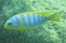 Are cichlids conspicuous to fish eyes? 2249 A D UV B C Normalized absorbance.8.6 35 45 55 65.