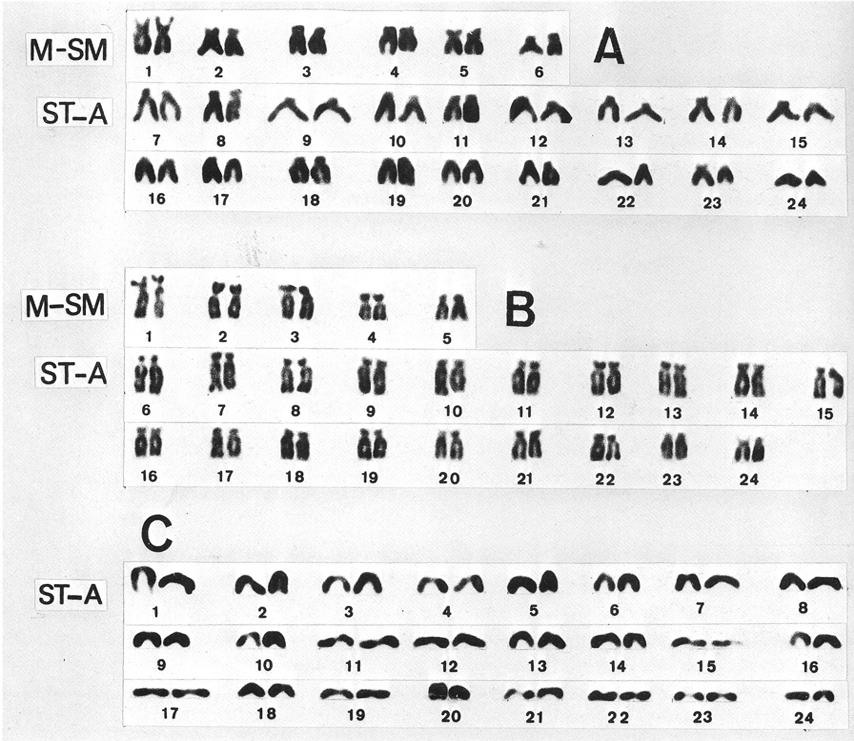 262 FELDBERG and BERTOLLO Fig. 3. - Karyotypes (48 chromosomes) of (A) Astronotus ocellatus, (B) Cichlasoma /acetum and (C) Chaetobranchopsis australe. respectively).