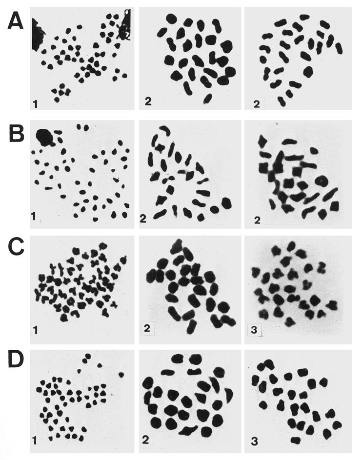 KARYOTYPES OF NEOTROPICAL CICHLIDS 263 Fig. 4. -Meiotic chromosomes of (A) Crenicichla lacustris, (B) C.