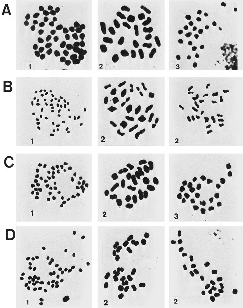 264 FELDBERG and BERTOLLO Fig. 5. - Meiotic chromosomes of (A) Geophagus brasiliensis, (B) G.