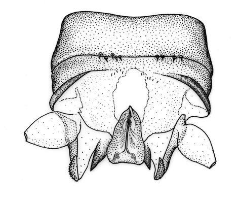 6 1 2 7 3 5 4 Figs. 1-6. Tominemoura trilari structures. 1. Adult head and pronotum, 2. Male genitalia, dorsal, 3. Male genitalia, lateral, 4. Male genitalia, ventral, 5. Epiproct, lateral. 6.